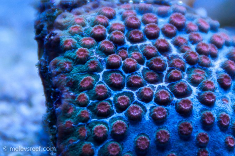 Name:  cyphastrea-2.jpg
Views: 598
Size:  95.6 KB