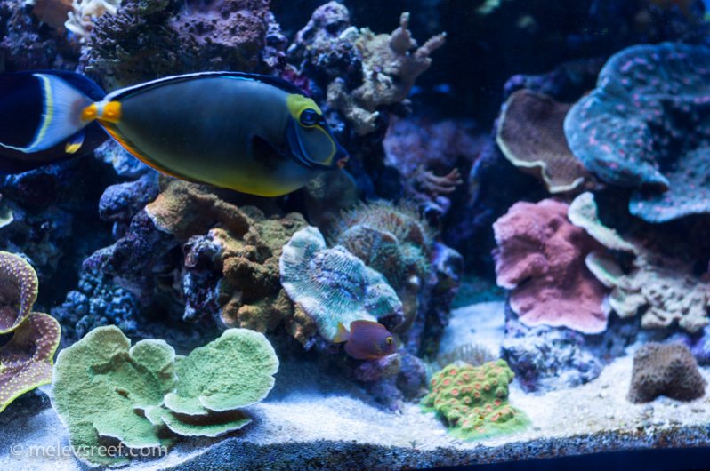 Name:  yellow-eye-kole-size-comp.jpg
Views: 1893
Size:  102.3 KB