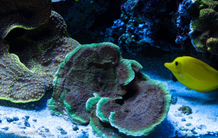 Name:  green-rim-monti.jpg
Views: 1806
Size:  92.8 KB
