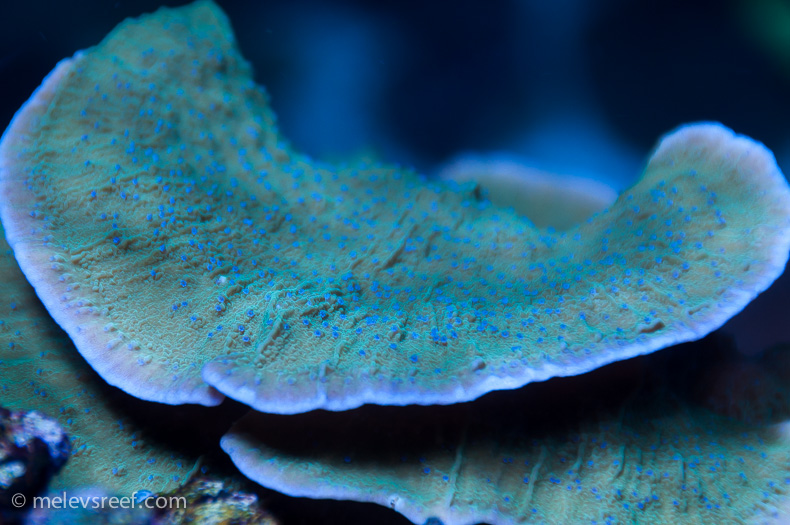 Name:  blue-polyped-monti.jpg
Views: 1257
Size:  218.3 KB