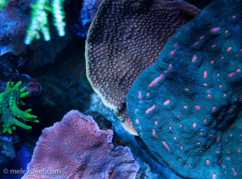 Name:  coral-mix.jpg
Views: 1426
Size:  107.3 KB