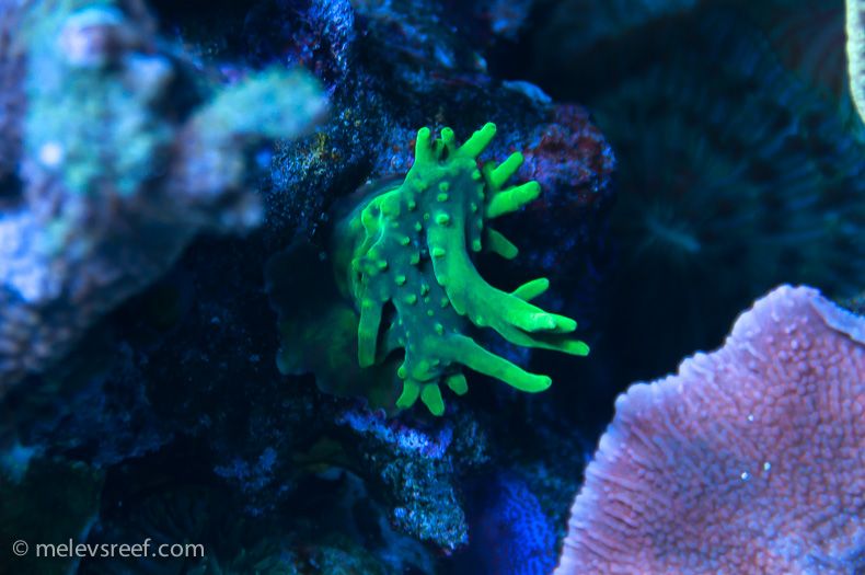 Name:  deepwater-acro.jpg
Views: 1427
Size:  195.7 KB
