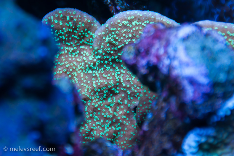 Name:  green-polyped-monti.jpg
Views: 1045
Size:  236.6 KB