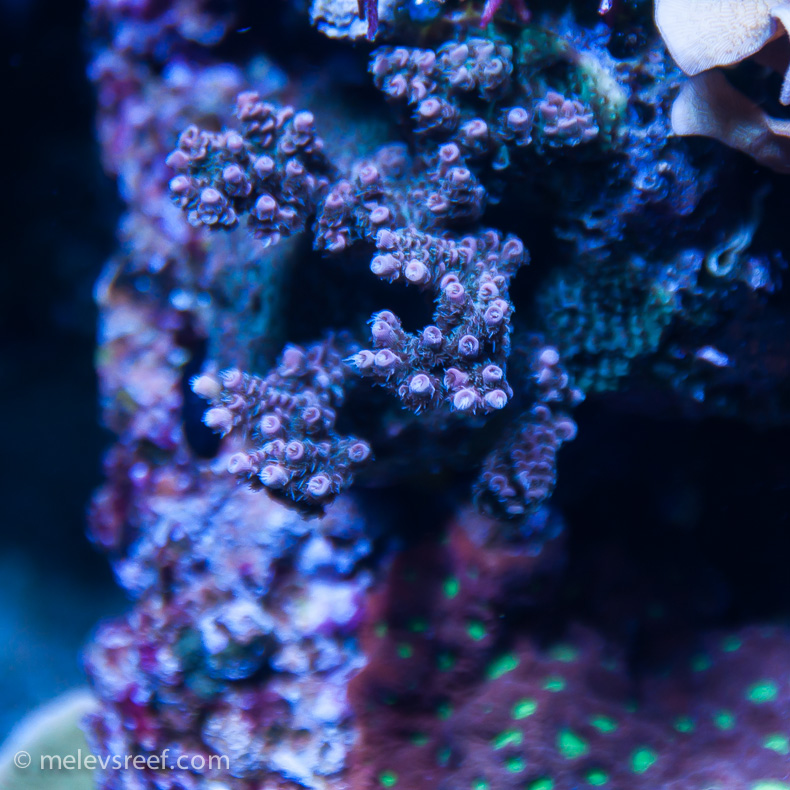 Name:  seaworld-red-acro.jpg
Views: 412
Size:  290.8 KB