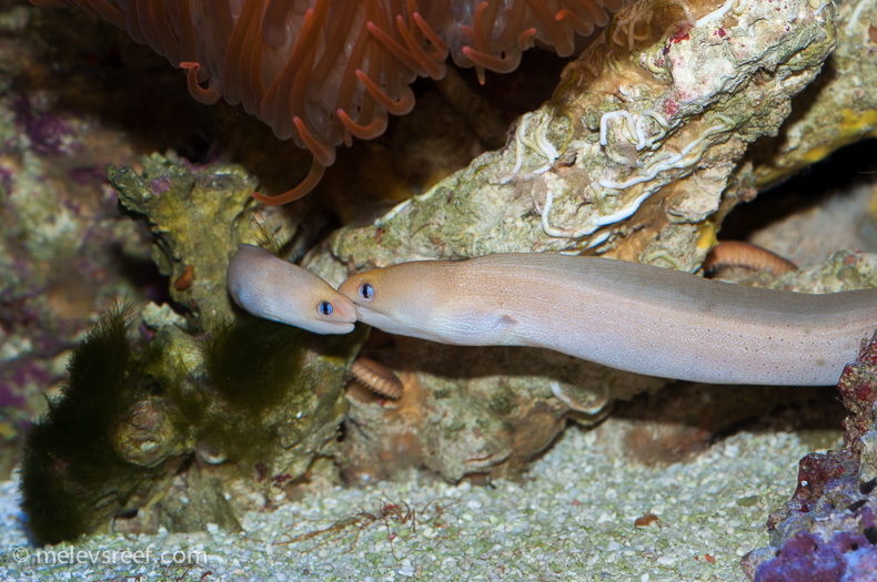 Name:  eels-paired-2.jpg
Views: 254
Size:  252.6 KB