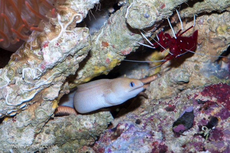 Name:  eels-paired-3.jpg
Views: 430
Size:  117.5 KB