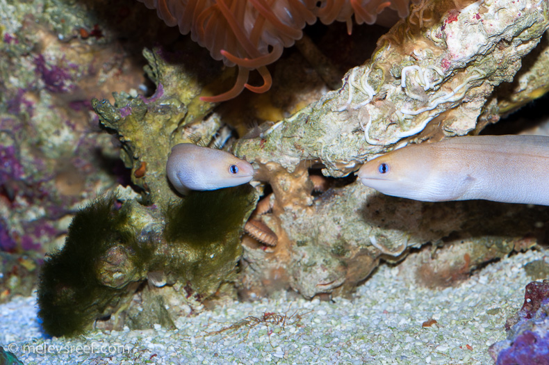 Name:  eels-paired.jpg
Views: 338
Size:  278.4 KB