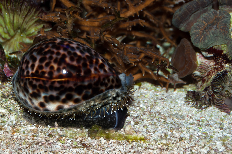 Name:  tiger-cowrie.jpg
Views: 393
Size:  269.0 KB