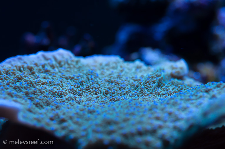 Name:  depth-of-field-blue-polyped.jpg
Views: 961
Size:  176.0 KB