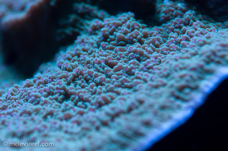 Name:  pink-polyp-monti.jpg
Views: 1320
Size:  207.3 KB
