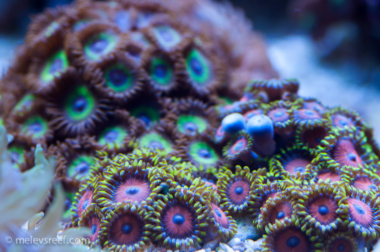 Name:  zoas-patch.jpg
Views: 1283
Size:  244.9 KB