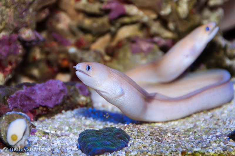 Name:  eel-pair.jpg
Views: 508
Size:  193.7 KB