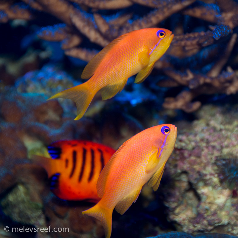 Name:  female-lyretails.jpg
Views: 816
Size:  271.9 KB