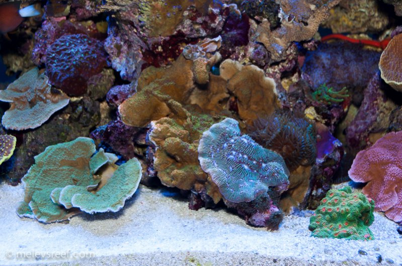 Name:  front-coral-patch.jpg
Views: 604
Size:  120.2 KB