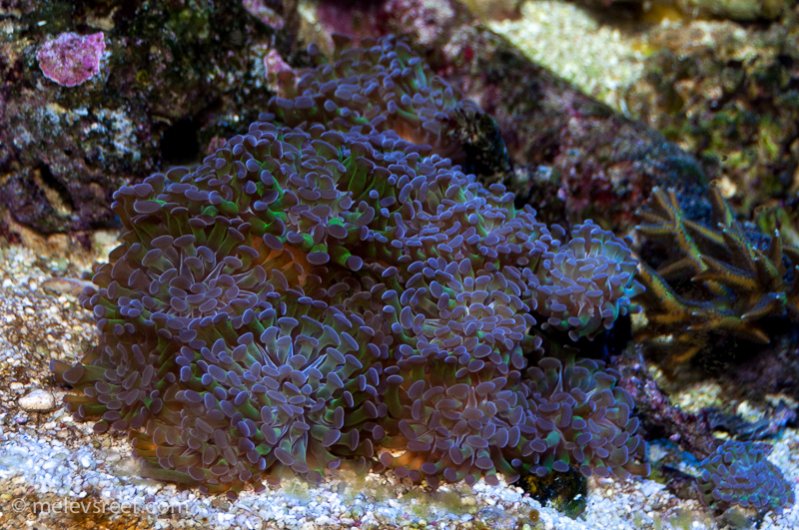 Name:  green-hammer.jpg
Views: 593
Size:  120.5 KB