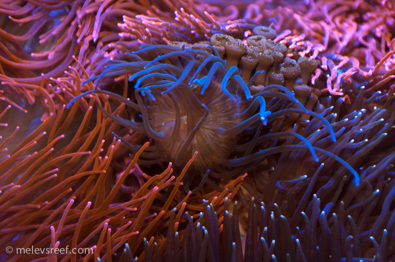 Name:  nem-tentacles.jpg
Views: 603
Size:  286.7 KB