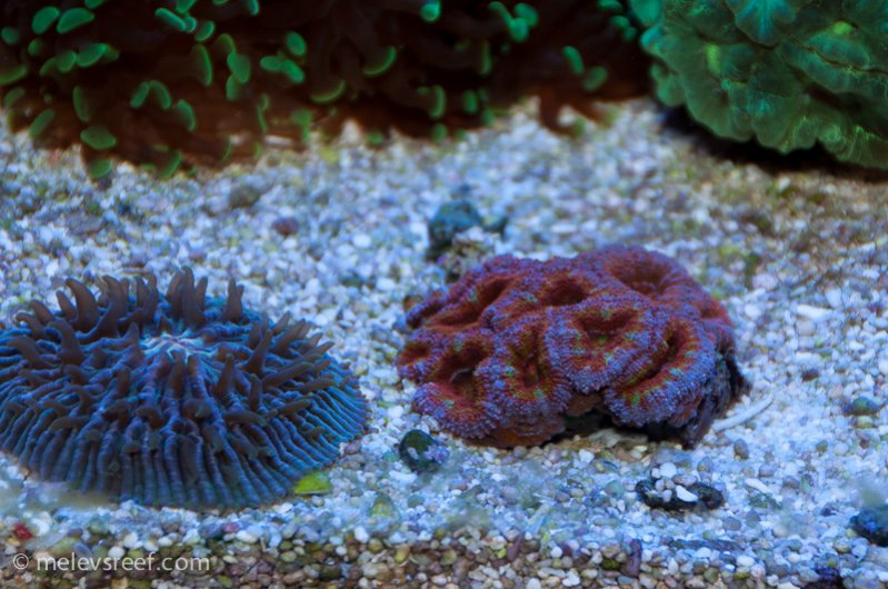 Name:  rainbow-acan.jpg
Views: 635
Size:  104.4 KB