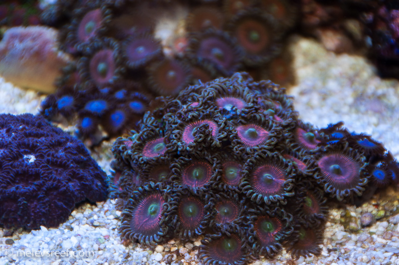 Name:  some-zoas.jpg
Views: 586
Size:  253.9 KB