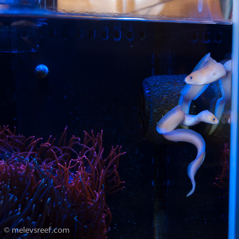 Name:  swimming-eels.jpg
Views: 625
Size:  214.1 KB