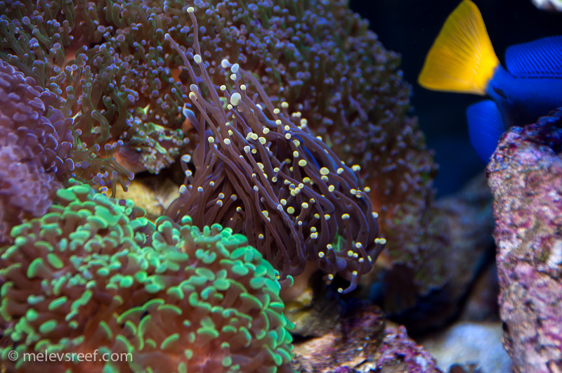 Name:  torch-coral.jpg
Views: 523
Size:  274.6 KB