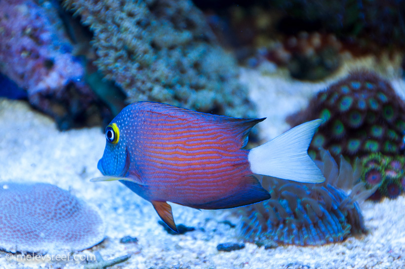 Name:  white-tail-kole.jpg
Views: 613
Size:  234.9 KB