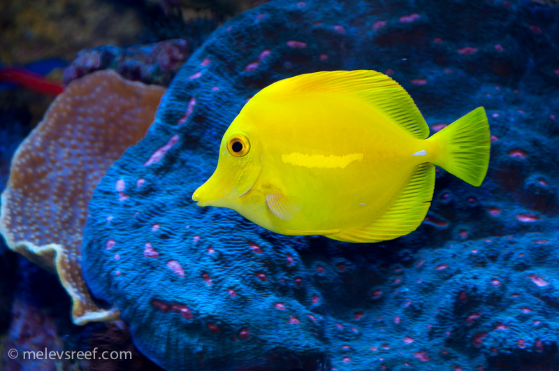 Name:  yellow-tang.jpg
Views: 541
Size:  238.3 KB