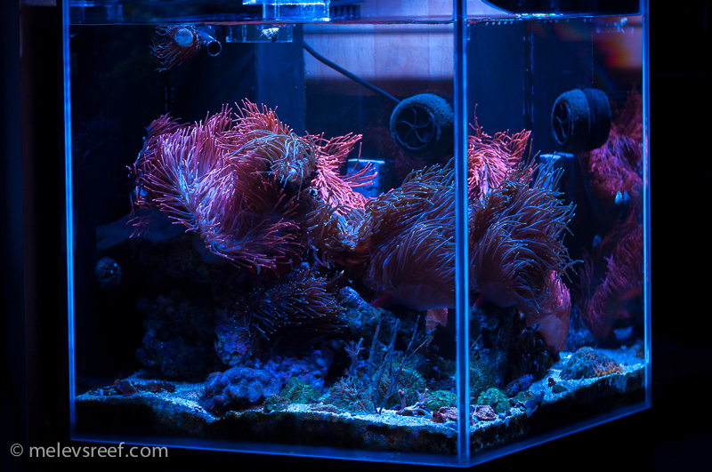 Name:  anemone-cube-fts-angled.jpg
Views: 601
Size:  276.5 KB