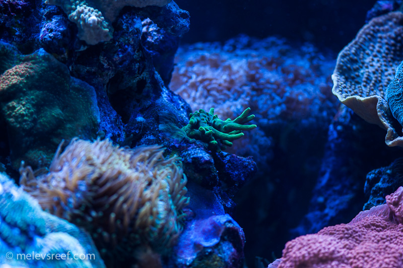 Name:  green-deepwater.jpg
Views: 627
Size:  252.8 KB