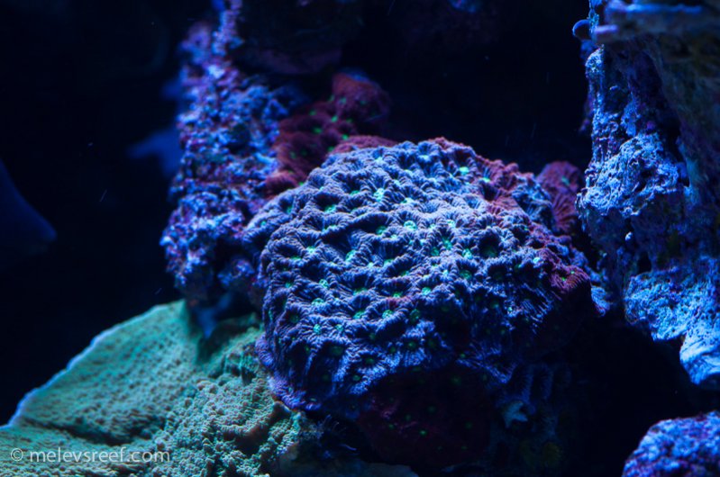 Name:  war-coral.jpg
Views: 405
Size:  92.6 KB
