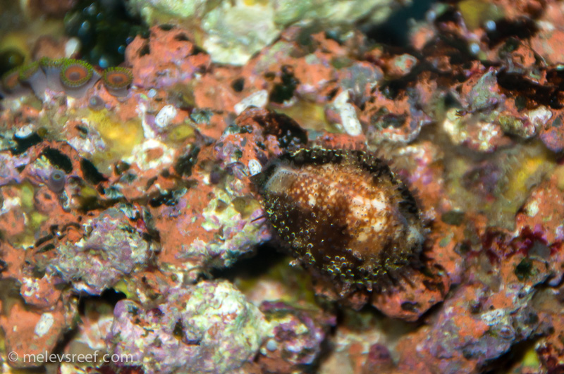 Name:  tiny-cowrie.jpg
Views: 476
Size:  275.1 KB