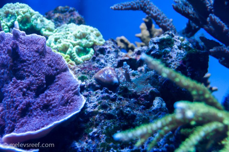 Name:  cowrie-w-acro.jpg
Views: 460
Size:  98.3 KB