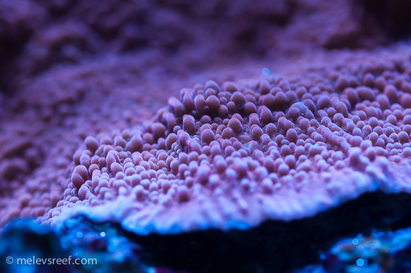 Name:  pink-monti-palawensis-011815.jpg
Views: 398
Size:  185.8 KB