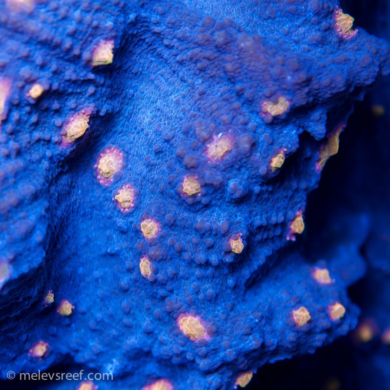 Name:  blue-chalice.jpg
Views: 3268
Size:  138.2 KB