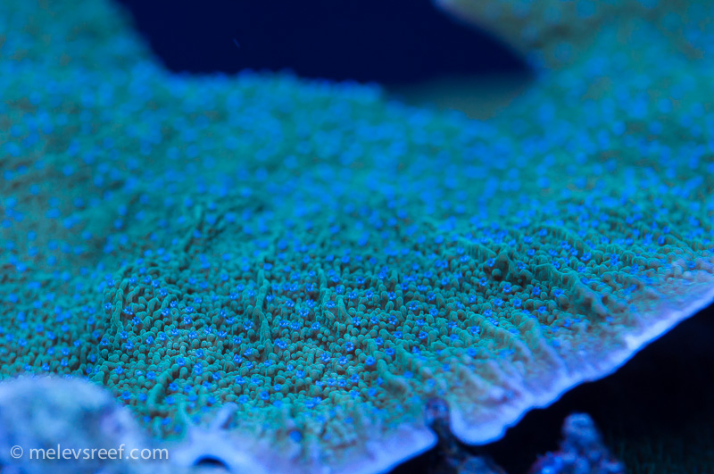 Name:  blue-polyp-monti-2.jpg
Views: 981
Size:  234.0 KB