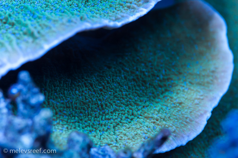 Name:  blue-polyp-monti.jpg
Views: 938
Size:  229.8 KB