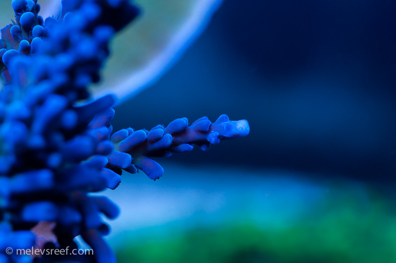 Name:  blue-tort.jpg
Views: 1020
Size:  122.1 KB