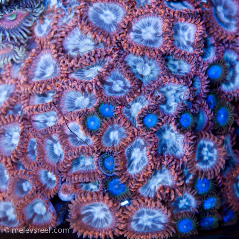 Name:  blue-zoa-expelling.jpg
Views: 1138
Size:  169.4 KB