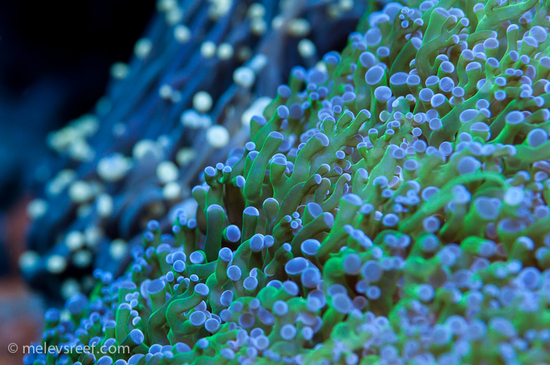 Name:  frogspawn.jpg
Views: 642
Size:  259.9 KB