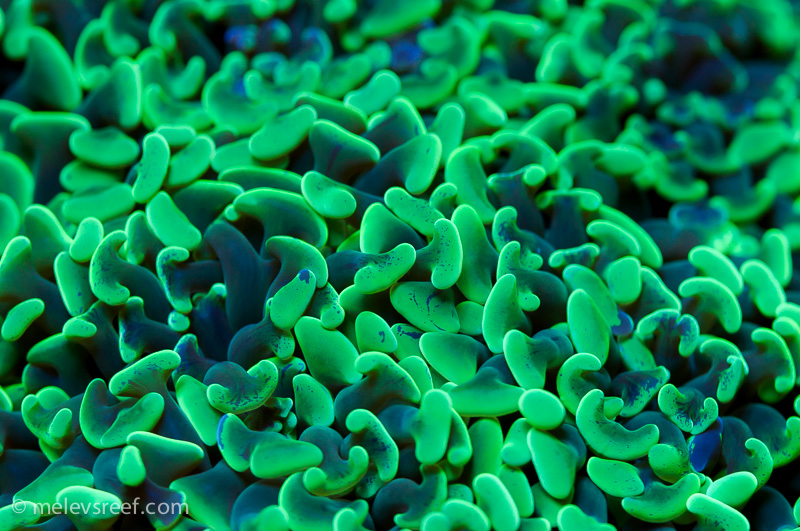 Name:  green-hammer.jpg
Views: 619
Size:  281.2 KB