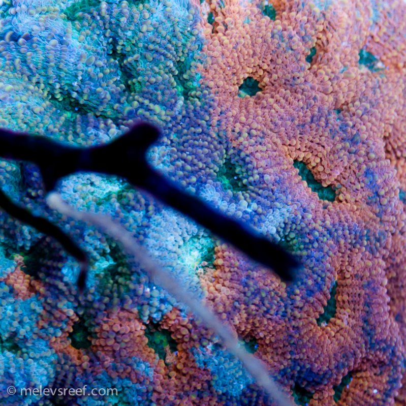 Name:  hidden-gem-acan.jpg
Views: 574
Size:  180.2 KB