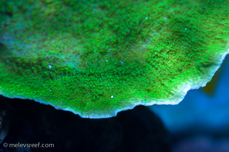 Name:  limegreen-cap.jpg
Views: 598
Size:  230.0 KB