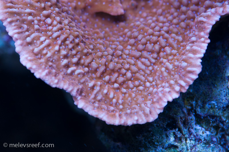 Name:  peach-chalice.jpg
Views: 596
Size:  246.4 KB