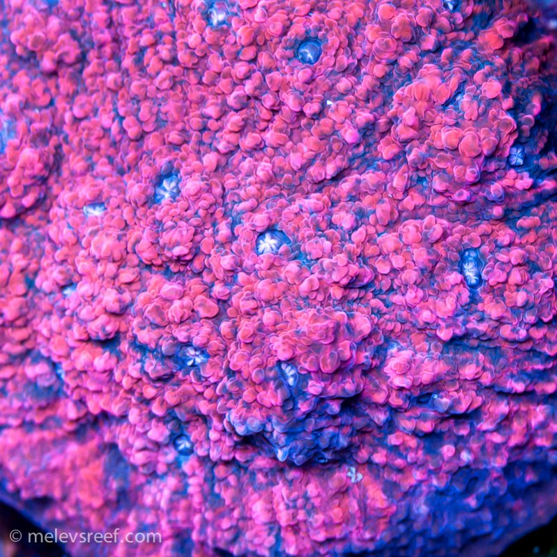 Name:  pink-chalice.jpg
Views: 617
Size:  186.4 KB