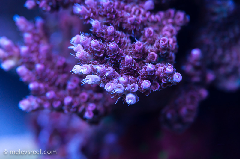 Name:  red-acro.jpg
Views: 623
Size:  179.1 KB