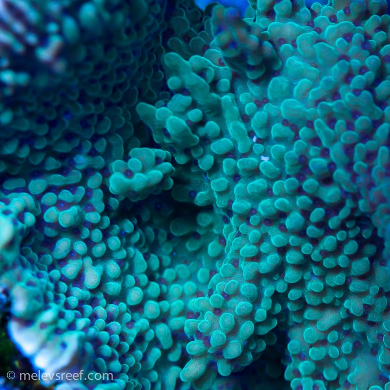 Name:  sea-world-monti.jpg
Views: 727
Size:  126.1 KB