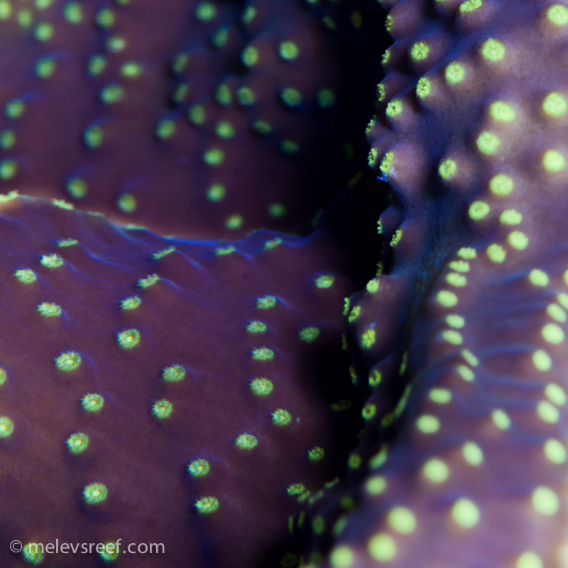 Name:  turbinaria.jpg
Views: 703
Size:  257.3 KB