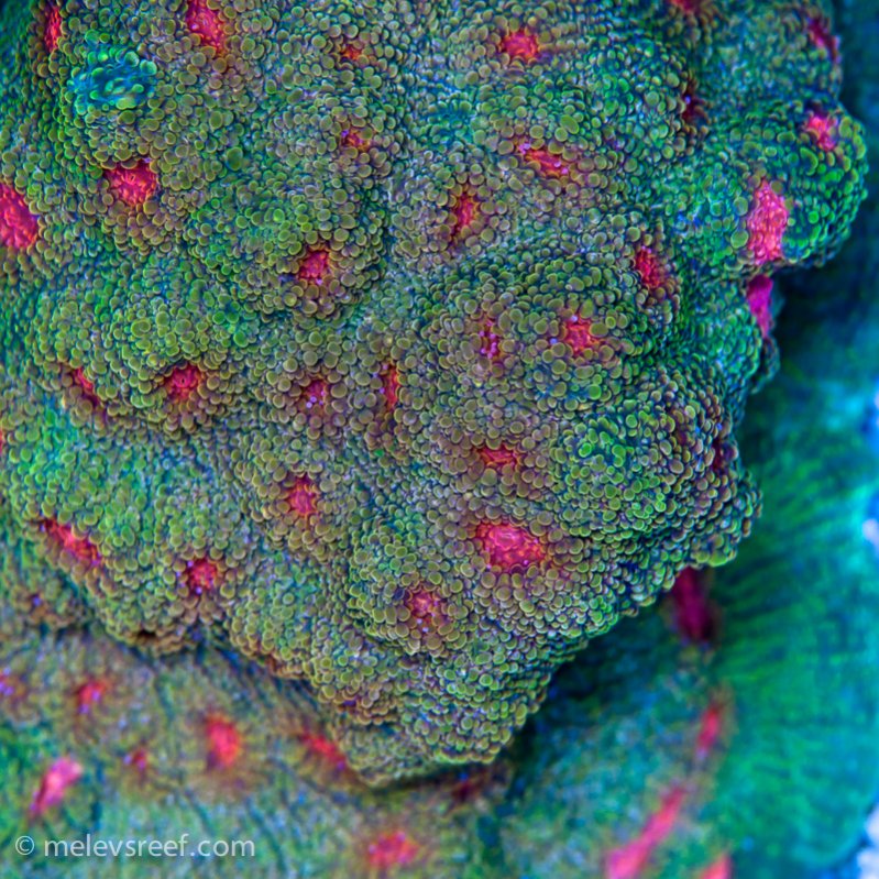 Name:  vivid-chalice.jpg
Views: 719
Size:  199.8 KB