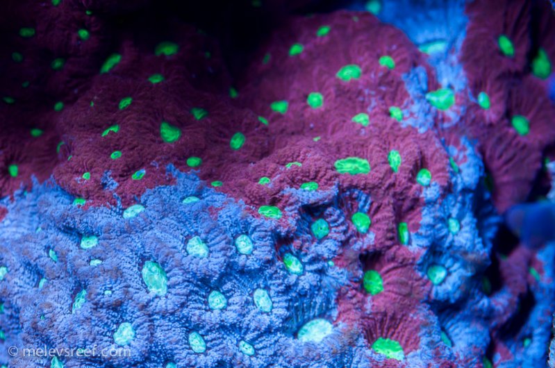 Name:  war-coral.jpg
Views: 812
Size:  104.7 KB