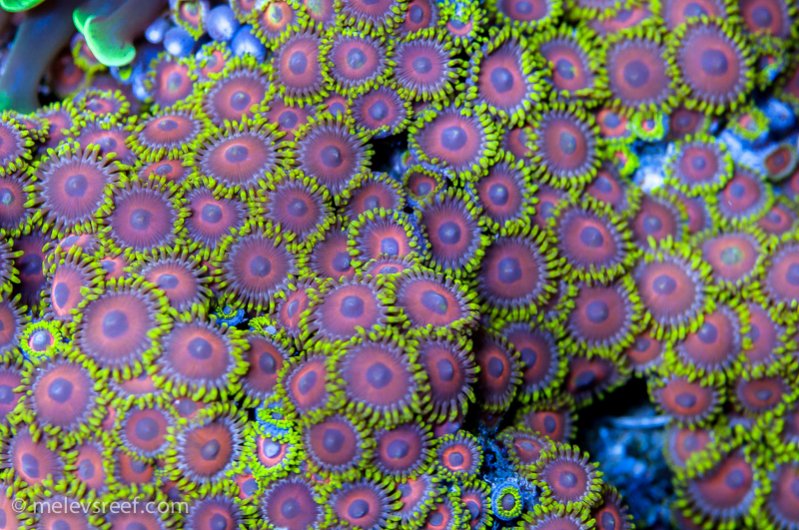 Name:  watermelon-zoas.jpg
Views: 744
Size:  133.8 KB