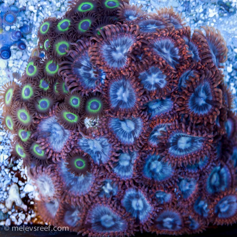 Name:  zoa-mix.jpg
Views: 776
Size:  165.9 KB